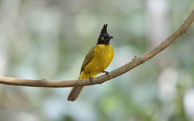 Black-crested Bulbul (Rubigula flaviventris) at Cat Tien Bird Hides - Southern Vietnam. Photo by: Phuc Le - Vietnam Bird Photography Tours - Vietbirdphototours.com